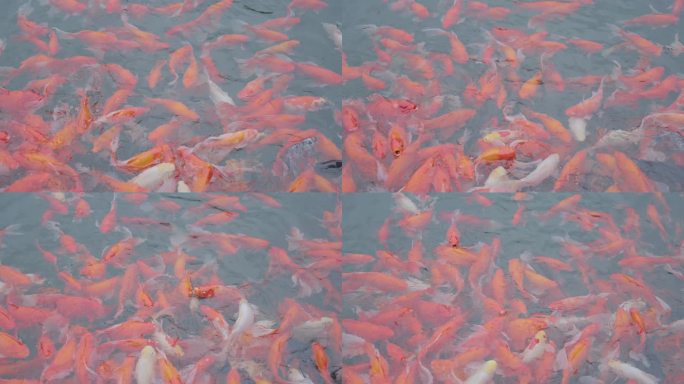 池塘红色观赏金鱼群锦鲤