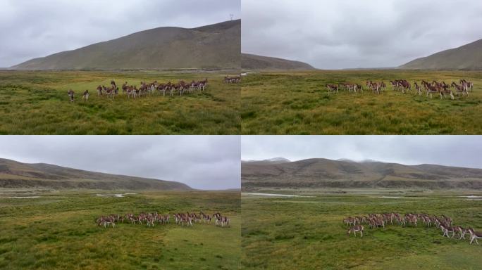 航拍西藏阿里普兰县草原驴群自然风光