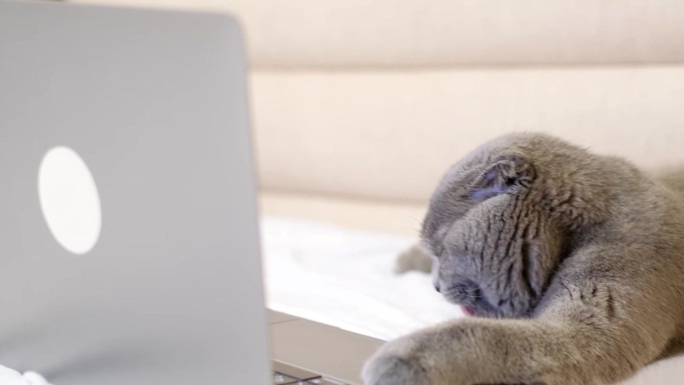 苏格兰折耳猫躺在沙发上看着笔记本电脑