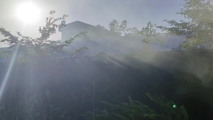 晨雾雾气流动南方乡村风景户外植物意境诗意