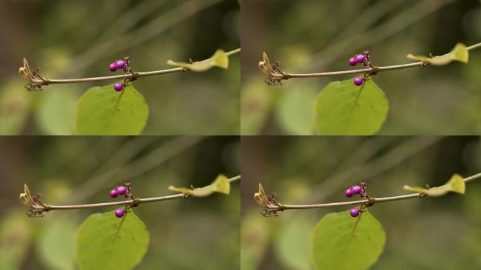 紫色珍珠灌木浆果。植物园中的外索目开花植物。蔷薇科的家庭
