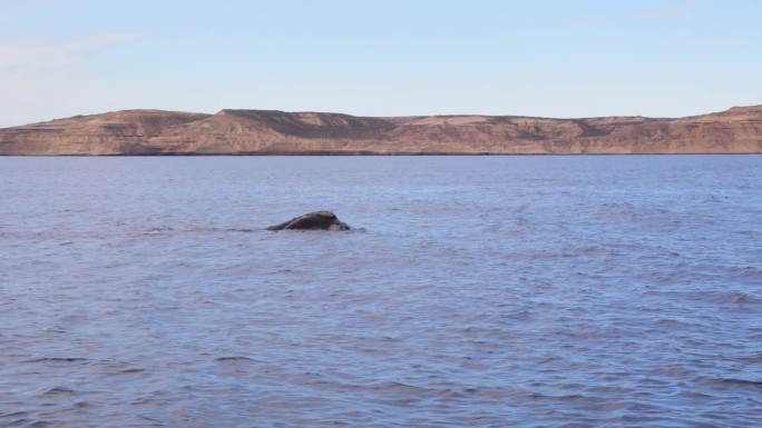 宽摄南露脊鲸浮在海岸外蓝色海洋的顶端，皮拉米德斯港以远处的山脉为背景