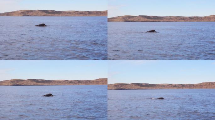 宽摄南露脊鲸浮在海岸外蓝色海洋的顶端，皮拉米德斯港以远处的山脉为背景