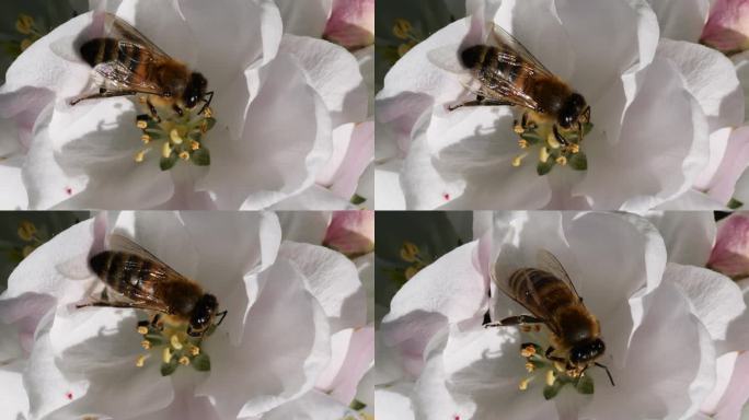 微距镜头蜜蜂授粉春天树白色花朵盛开。覆盖着花粉的慢动作飞行蜜蜂从白苹果花上采集花蜜。春天的苹果花特写