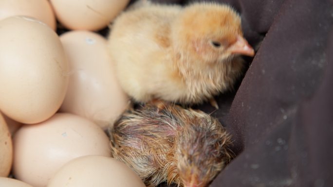鸡苗破壳小鸡仔孵化出生鸡蛋