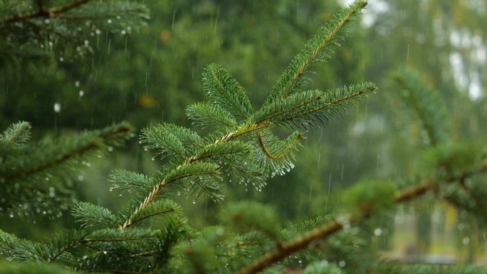 青松枝上的水滴。密林中的阵雨，降雨特写。针叶林的雨天。松叶上的慢动作雨滴。大雨落冷杉树枝。