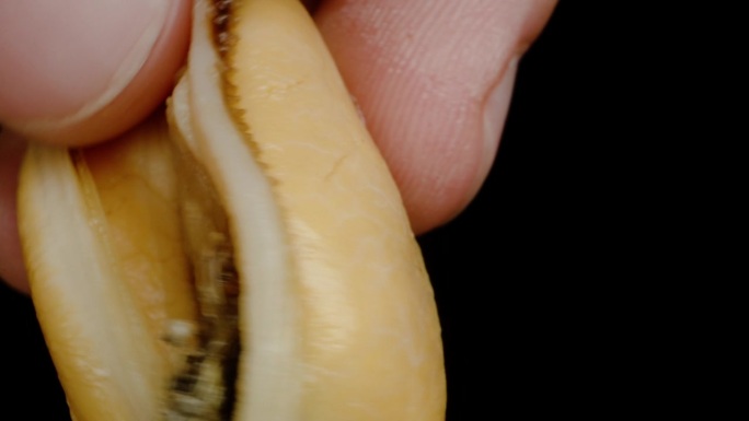 在特写镜头中，我展开贻贝的嘴唇，展示其内部。