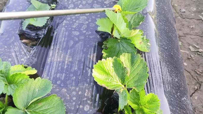 草莓种植施肥喷雾喷施农药化肥草莓生长幼苗
