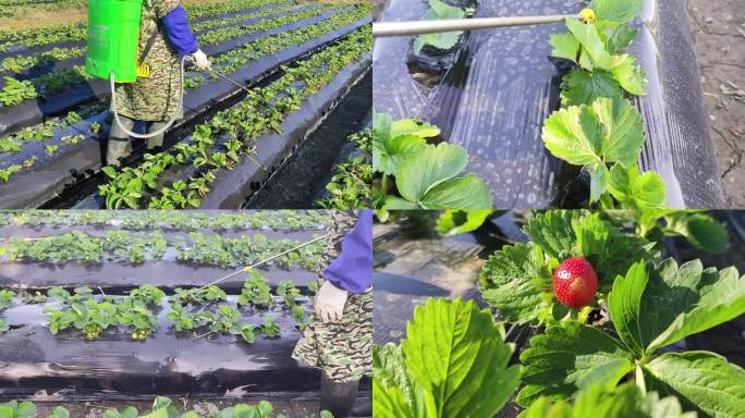 草莓种植施肥喷雾喷施农药化肥草莓生长幼苗