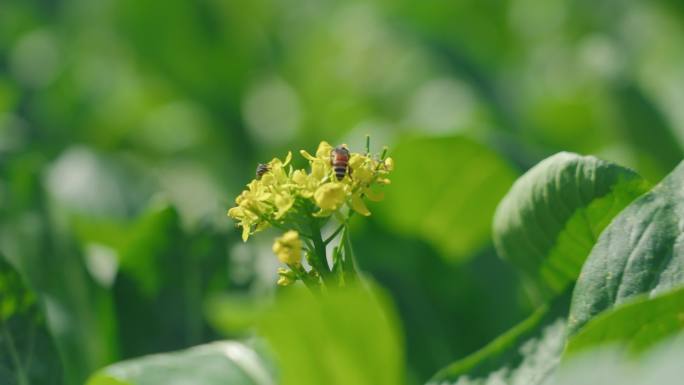 蜜蜂采菜花