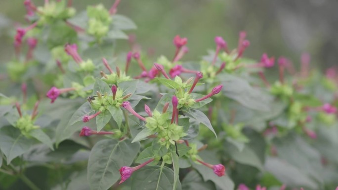 Mirabilis jalapa，秘鲁奇迹或四点钟花，是常见的Mirabilis植物观赏品种，有多种