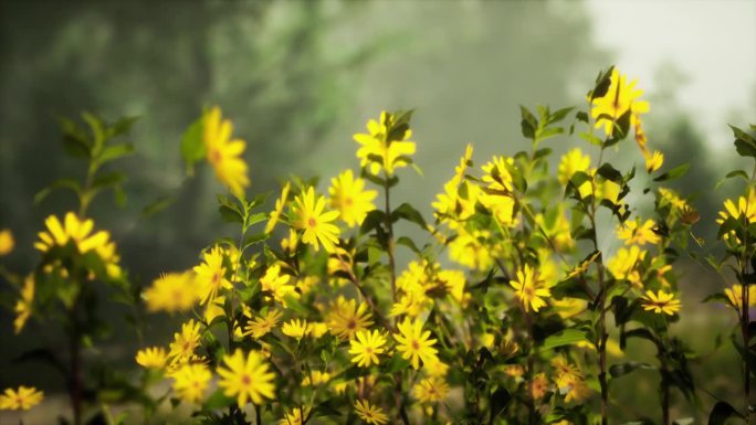 一片充满生机的黄花地