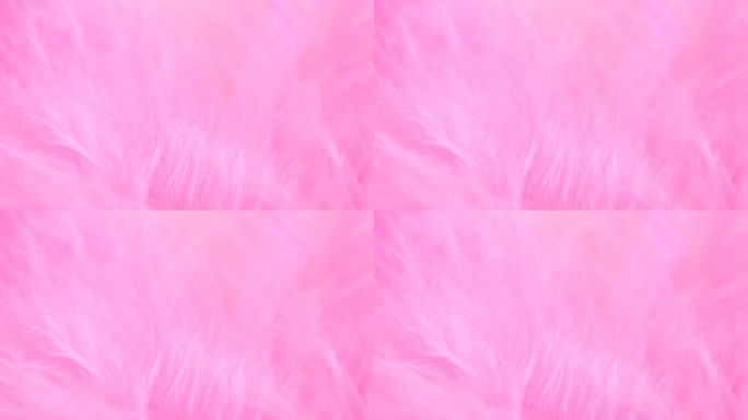 粉色羽毛特写。选择性对焦，慢动作羽毛背景。宏。粉色蓬松背景