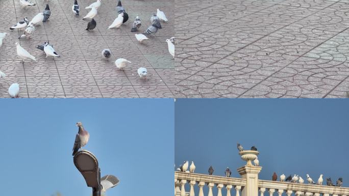 4K 夏日广场和平鸽子高速摄影