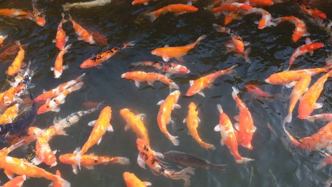 水池中游来游去的锦鲤鱼群