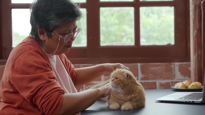 一位上了年纪的妇女正在给她的苏格兰折耳猫梳理毛发，以去除旧毛。他们之间的联系是显而易见的，给他们的家