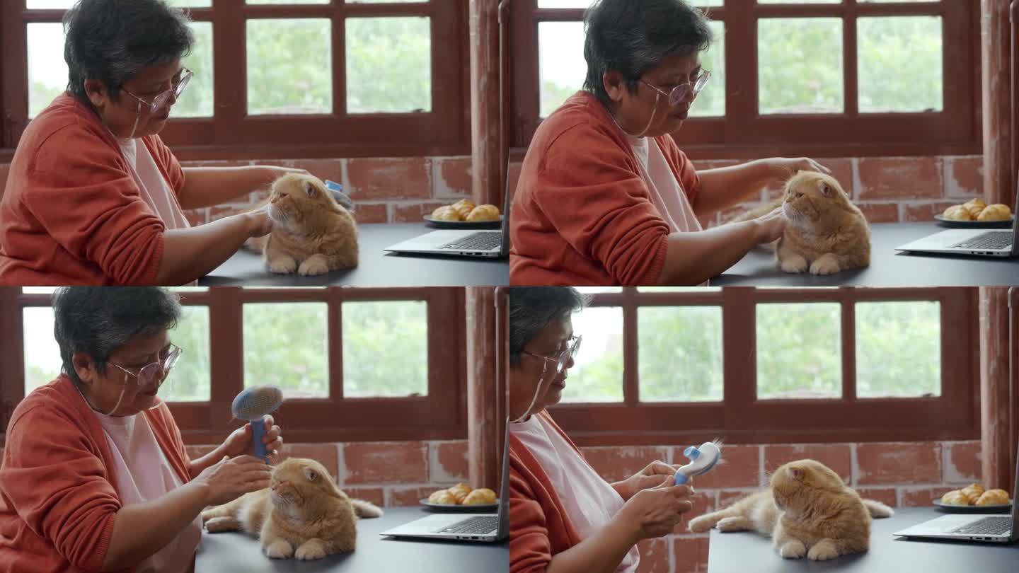 一位上了年纪的妇女正在给她的苏格兰折耳猫梳理毛发，以去除旧毛。他们之间的联系是显而易见的，给他们的家