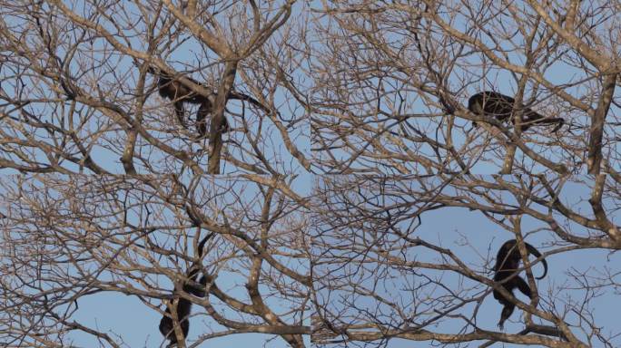 吼叫猴，Alouatta，在巴西潘塔纳尔沼泽地区爬过主题树的树冠。