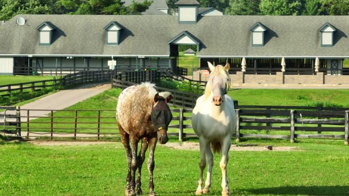 两匹马站在郁郁葱葱的肯塔基牧场上，后面有一个马厩。在肯塔基赛马公园，阿帕卢萨和帕洛米诺赛马用防蝇网遮