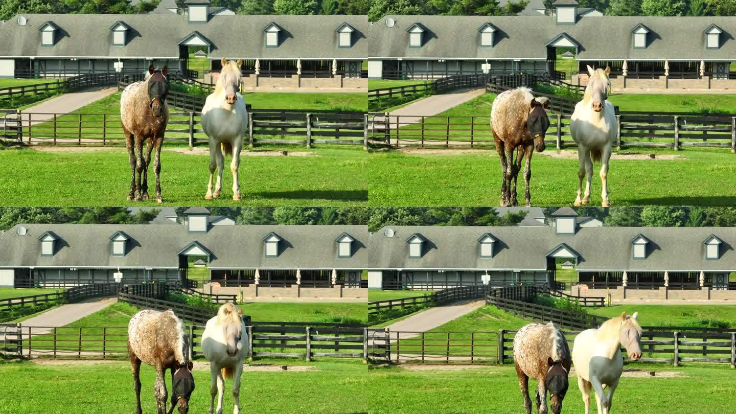 两匹马站在郁郁葱葱的肯塔基牧场上，后面有一个马厩。在肯塔基赛马公园，阿帕卢萨和帕洛米诺赛马用防蝇网遮