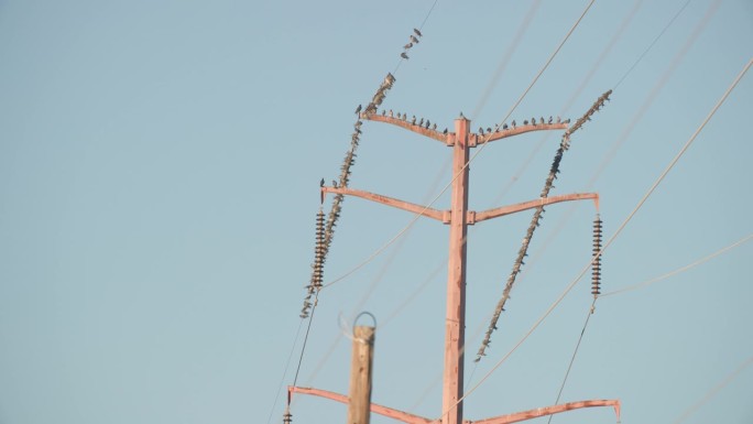 电话线上的数百只鸟，电线杆上的一群鸟，电线上的野生动物