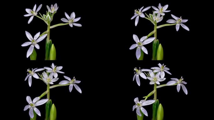 盛开的美丽报春花，白色的鸟花，雪花莲花在特写，孤立在黑色的背景。
