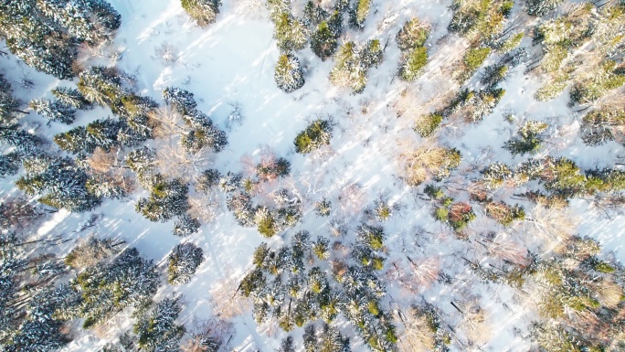 中国黑龙江大兴安岭雪原森林雪景航拍