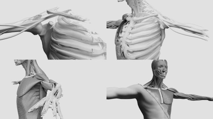 迷人的人体解剖，肌肉，器官，骨骼，抽象的人体形态揭示，缝纫，上半身肌肉，男性身体，手术，3d渲染