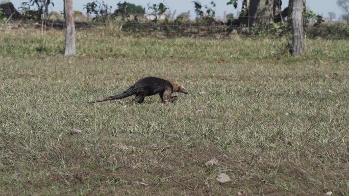 南食蚁兽，又称颈食蚁兽或小食蚁兽，是一种来自南美洲的食蚁兽，在巴西潘塔纳尔南部的草地上觅食。