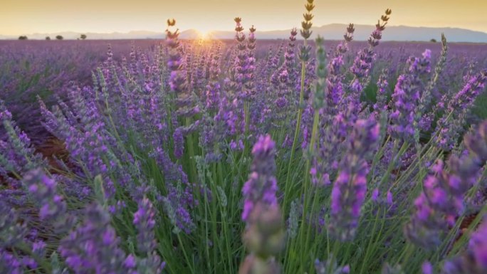 日落时分，法国普罗旺斯盛开的薰衣草田。缓慢的运动。美丽的紫色薰衣草花，阳光冲破花朵