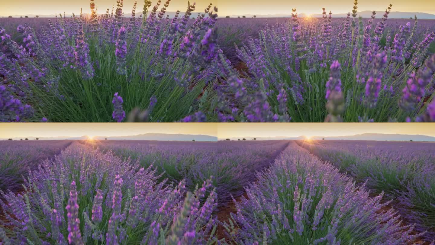 日落时分，法国普罗旺斯盛开的薰衣草田。缓慢的运动。美丽的紫色薰衣草花，阳光冲破花朵