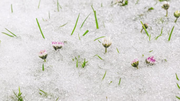 冰雪融化，洁白的雏菊绽放在绿色的大自然中，春天的时光流逝