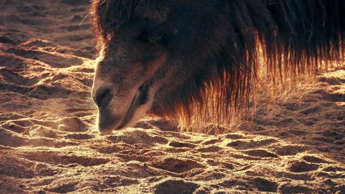 日落时沙滩上的骆驼