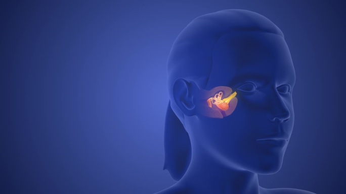 三维医学动画的耳朵解剖