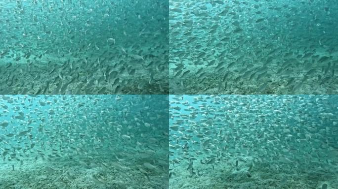 一大群鱼优雅地穿过海洋深处——下面的沙子
