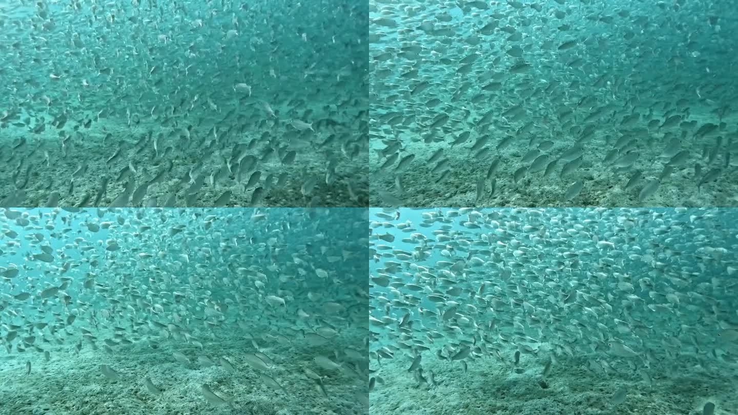 一大群鱼优雅地穿过海洋深处——下面的沙子
