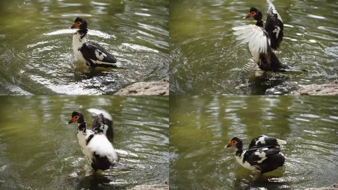 鸭子潜入水中，抖了抖身子，展开了翅膀。这个动作是慢动作。