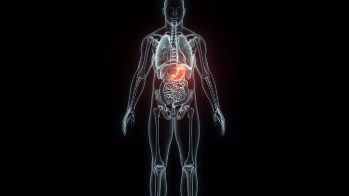 人体胃的3D渲染医学动画。胃x光片