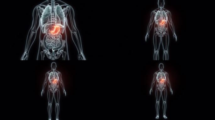 人体胃的3D渲染医学动画。胃x光片