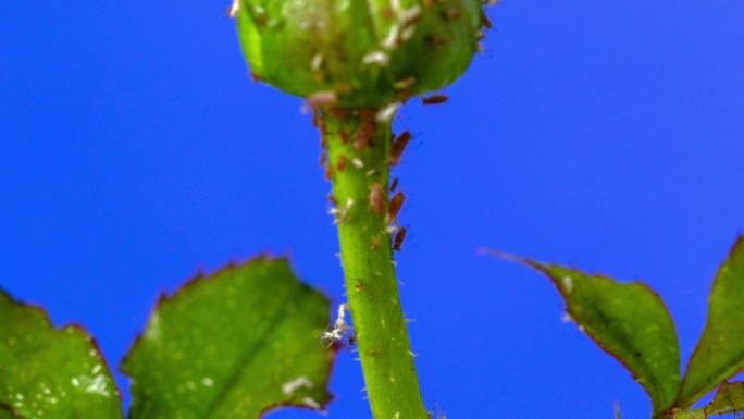 在蓝色背景下，蚜虫在玫瑰上爬行的延时4k视频。