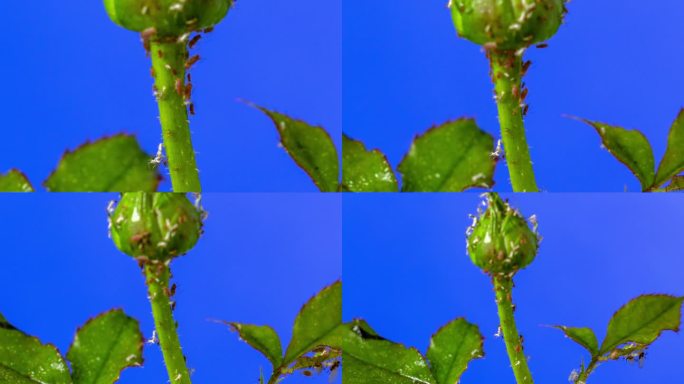 在蓝色背景下，蚜虫在玫瑰上爬行的延时4k视频。