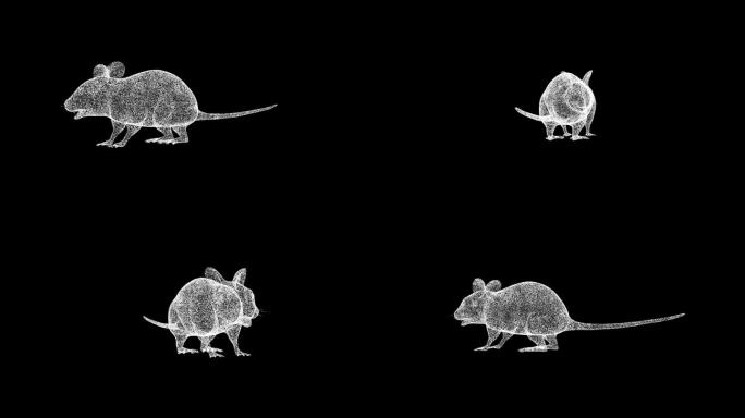 3D鼠标在黑色背景上旋转。小动物概念。啮齿动物和害虫。商业广告背景。用于标题，文本，演示。3d动画6