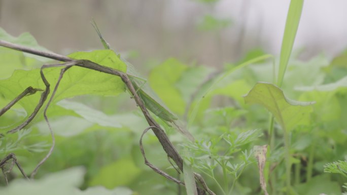 蚂蚱在杂草从中跳跃