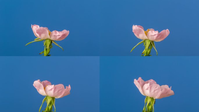 玫瑰果花盛开和旋转在蓝色背景的延时4k视频。