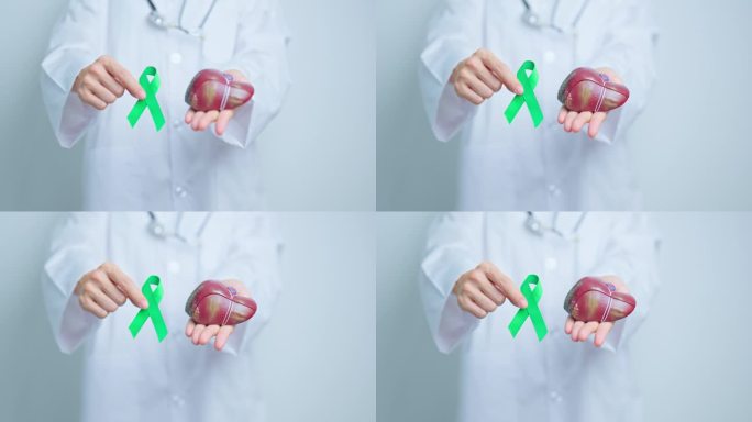 戴绿丝带的医生和人体肝脏解剖模型。十月肝癌宣传月，肿瘤、黄疸、病毒性肝炎、肝硬化、衰竭、扩大、肝性脑