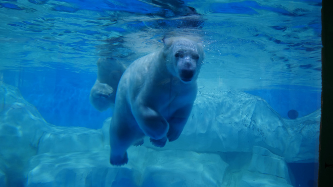 熊 北极熊 海洋馆 动物园 野生动物