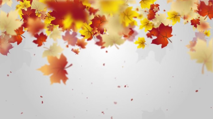 画框描绘了从上到下落下的秋天的红黄枫叶。灰色背景，留出文字空间。副本的空间。循环动画。