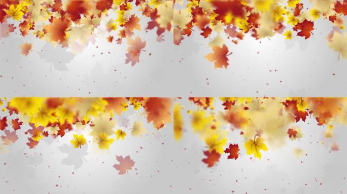 画框描绘了从上到下落下的秋天的红黄枫叶。灰色背景，留出文字空间。副本的空间。循环动画。