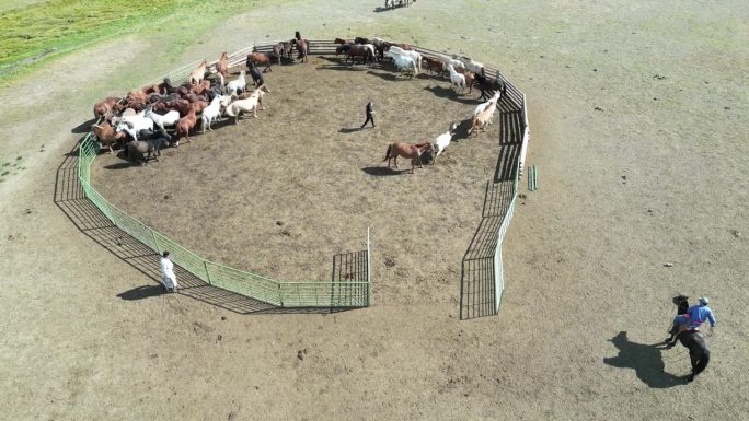 蒙古游牧民族把马从牧场赶出来