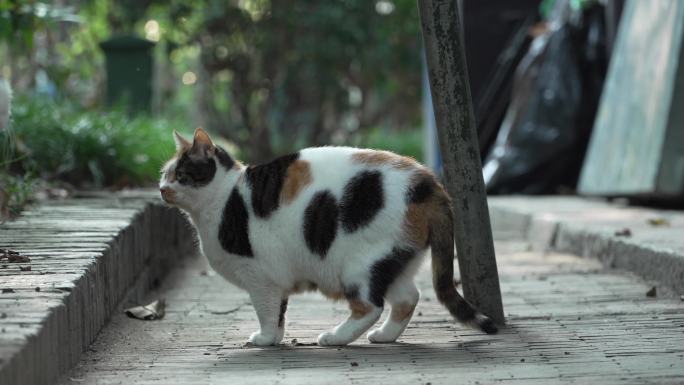 扬州瘦西湖公园里正在干饭流浪猫